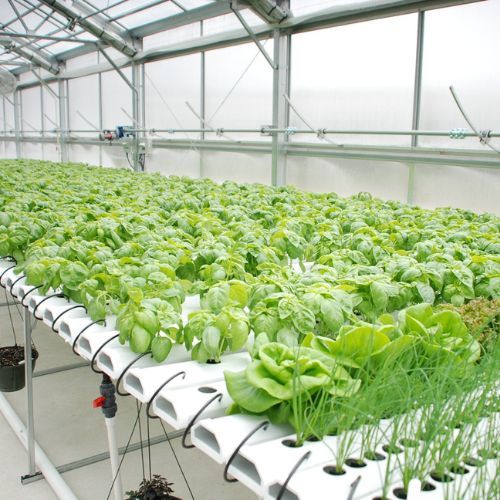 Smart Hydroponics Garden - Movable Wall - Herboponics - Cutting Edge Hydroponics Setup For Everyone