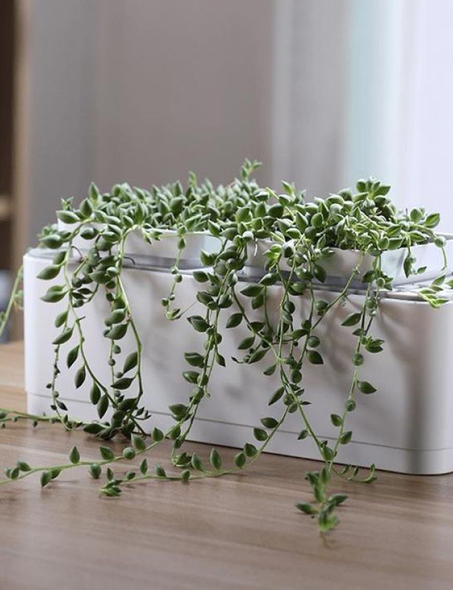 Smart Cordless Hydroponics Garden - Herboponics - Cutting Edge Hydroponics Setup For Everyone