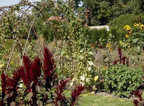 Vegetable and ornamental plants in the garden