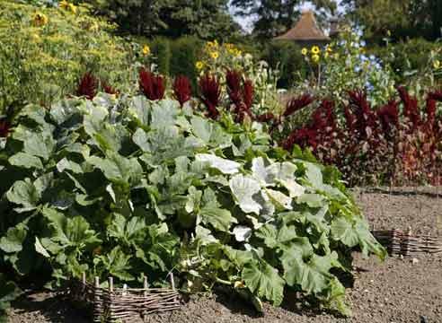 Pumpkin culture on the background of ornamental plants