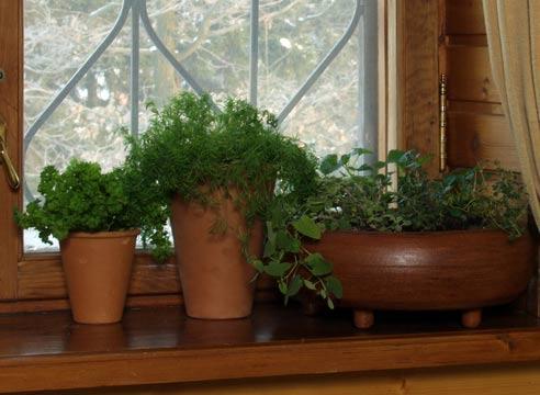 Spicy herbs on the windowsill