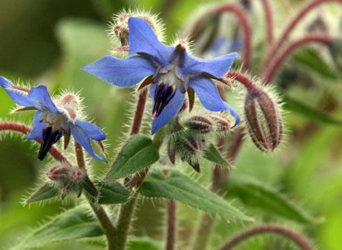 Borage, bloom