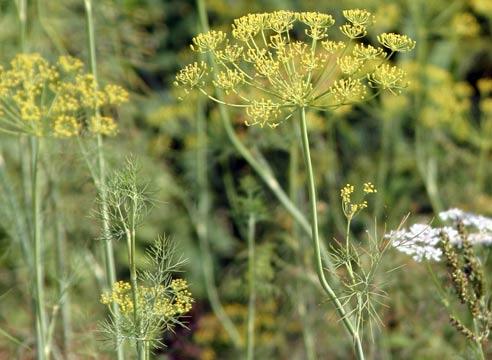 Dill, Anethum graveolens