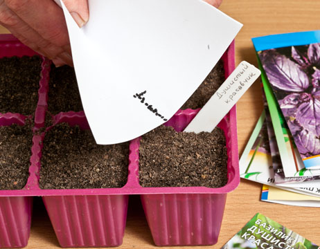 basil, growing and care, sowing seedlings
