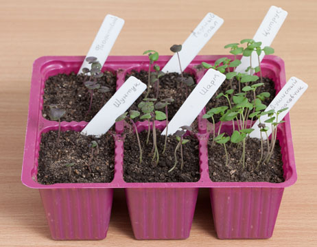 basil, growing and care, seedling seedlings