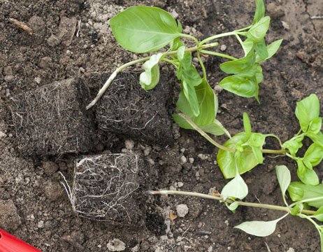 basil, growing and care, planting seedlings with a lump