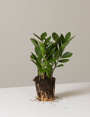 Glycine: Plant, Crop, Size And Maintenance – Herboponics