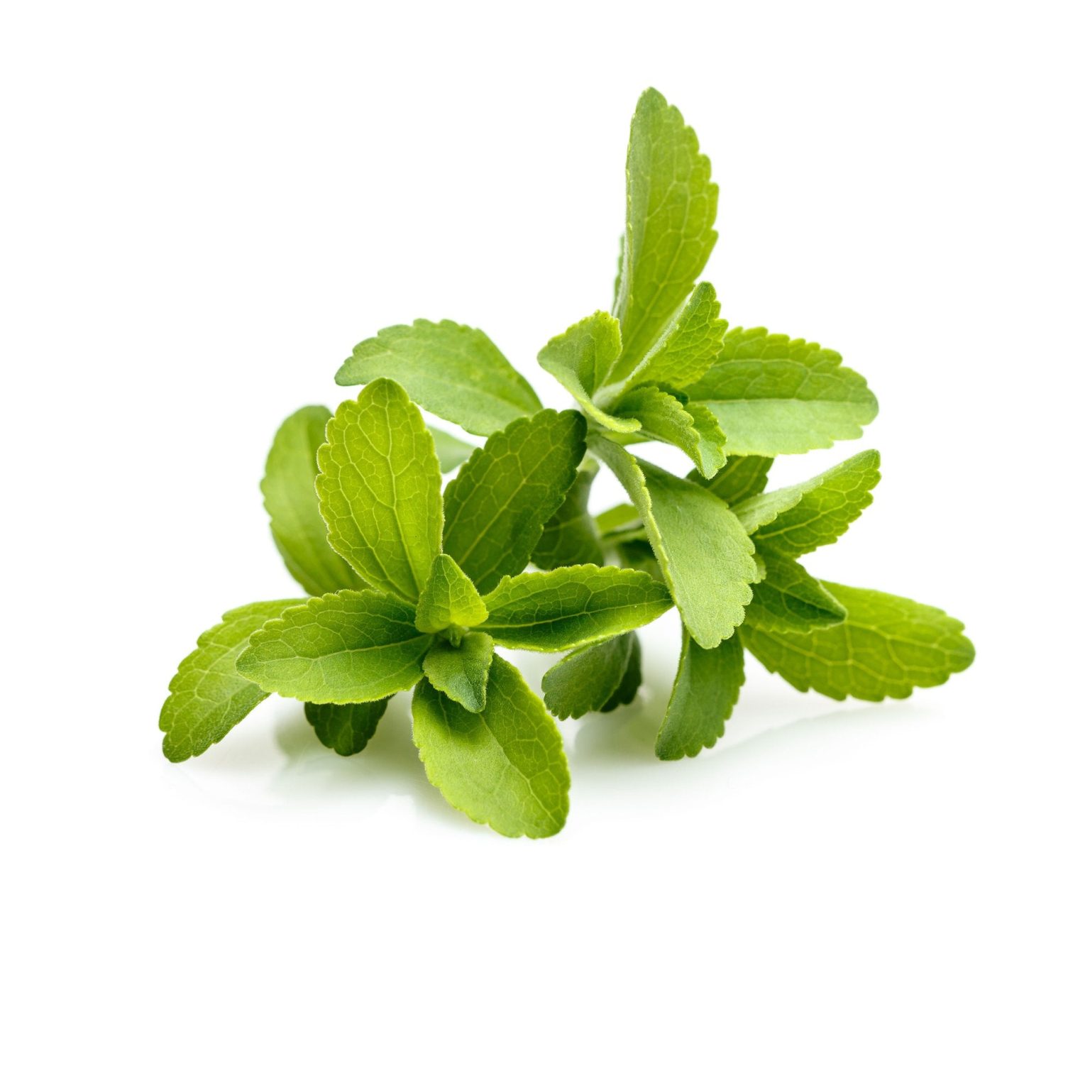 Grow Stevia Plants Herboponics